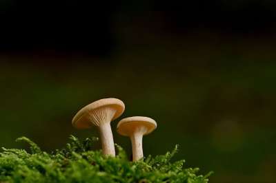 蘑菇 菌类 苔藓 层状蘑菇 森林 落下 自然 特写