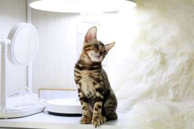 猫 老虎 宝贝猫 猫咪 动物 孟加拉 孟加拉猫 微妙的组合 山猫