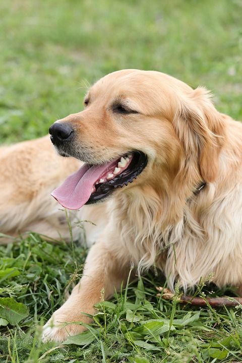 狗 金毛猎犬 在免费 家畜 说谎 草地 草 快乐的 乐趣