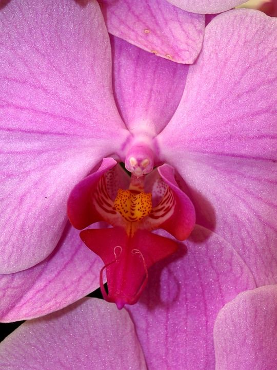 兰花 花 明亮的 紫色 植物群 生长 装饰 芽 叶子