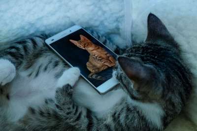 宿醉 小的 鲭鱼 移动的 电话 小猫 家猫 家畜 可爱的 猫
