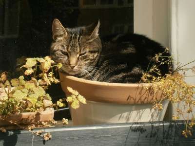 猫咪 宠物 花盆 放松 户外
