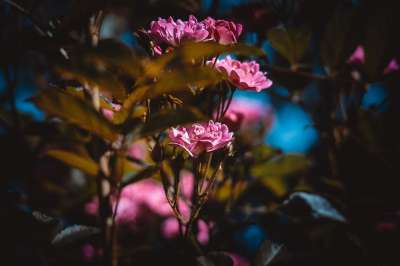 玫瑰 粉色的 布什 花朵 花束 花卉 浪漫的 自然 美容