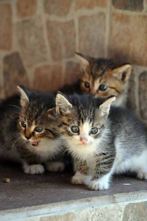 动物 小猫 哺乳动物 猫 毛皮 猫科动物 物种 动物群 宠物