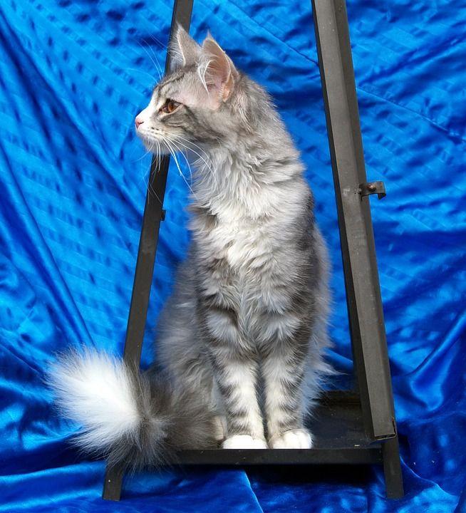 缅因猫 猫 灰色的 坐 家畜