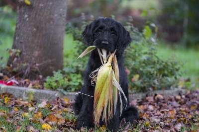 Labradoodle 拉布拉多 贵宾犬 国王狮子狗 狗 家畜 小狗