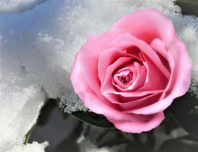 玫瑰 花 雪 冬天 美丽 玫瑰绽放 粉红玫瑰 粉红色的花 花瓣