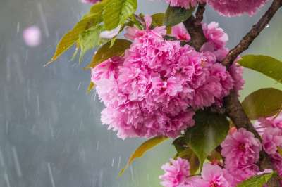 樱花在雨 樱花 樱桃 雨 水 粉色的 春天 白色的 日本樱花盛开