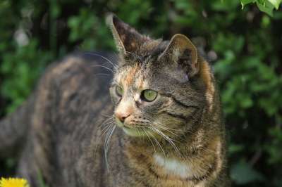 猫 家畜 鲭鱼