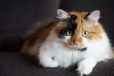 宠物 猫 宠物肖像 毛茸茸的 毛皮 甜的 看法 年轻 蓬松的