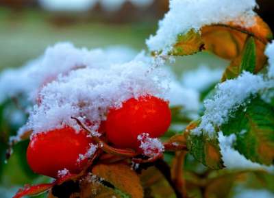 玫瑰果 雪 冬天 寒冷的