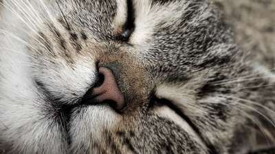 猫 鼻子 动物 家畜 老虎 眼睛 猫眼 晶须 头 毛皮 肖像