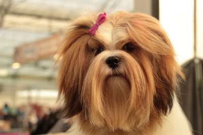Dogshow 拉萨狗 狗 品种是长头发的 青年 红色白色 可爱的