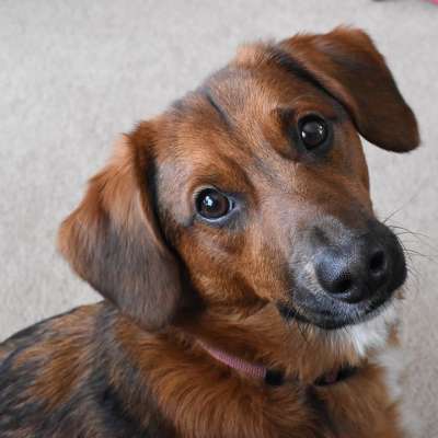 狗 棕色 可爱的 宠物 犬类 棕色的狗 棕色的宠物