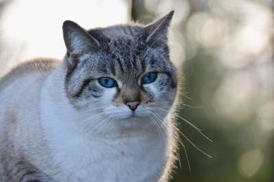 肖像猫 猫 阴云 猫科动物 动物 捕食者 蓝色眼睛的猫 胡子的猫