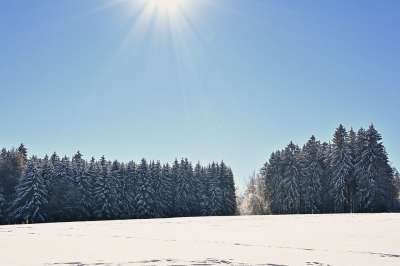 冬天 森林 雪 针叶树 树木 针叶 针叶林 林地 雪林 下雪的