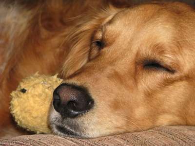 金毛猎犬 狗 睡眠 感情 棕色的睡眠