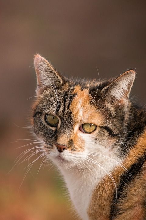可爱的 动物 猫 肖像 毛皮