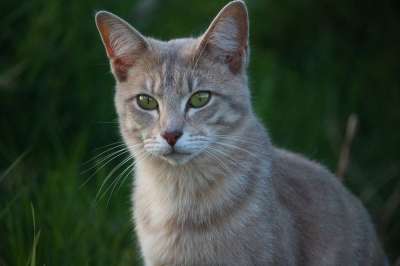 猫 虎猫 品种猫 鲭鱼 猫眼 小猫 大花猫 猫肖像
