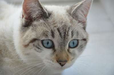 猫 年轻的猫 蓝眼睛 家畜 猫科动物 动物 猫看