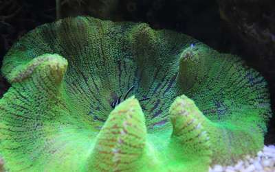 珊瑚 绿色 海洋 水族馆 鱼 水下