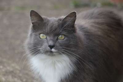 猫 猫眼 眼睛 动物 宠物 肖像 灰色的 白色的 毛皮 可爱的