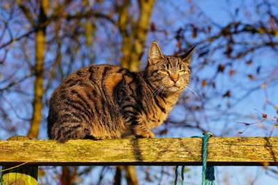 猫 女性 猫脸 肖像 可爱的 头 动物 家畜 细心 可爱的猫咪