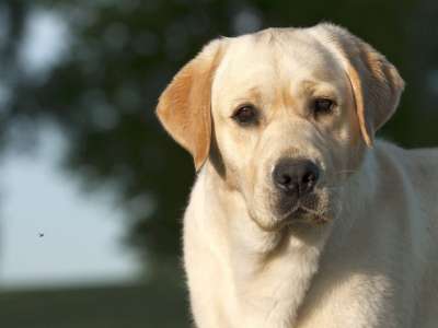 狗 宠物 可爱的 哺乳动物 犬类