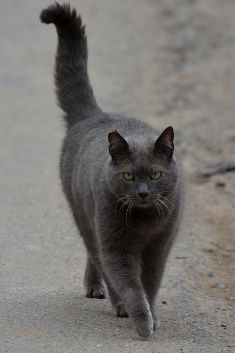 猫咪 猫 动物 卡尔特