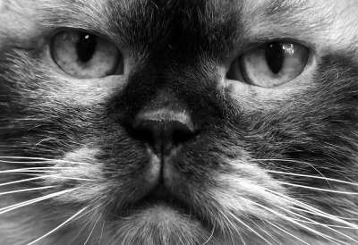 英国短毛猫 猫 黑和白 野生动物 家猫 毛皮 动物 家畜 纯种