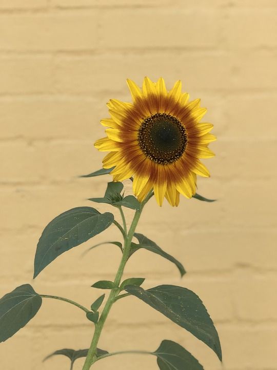 向日葵 植物群 自然 叶子 夏天 花 桌面 美丽的 橙色的美女