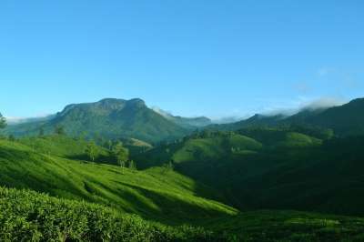 蒙纳 喀拉拉邦 印度 自然 景观 茶 种植园 绿色 农场 旅游