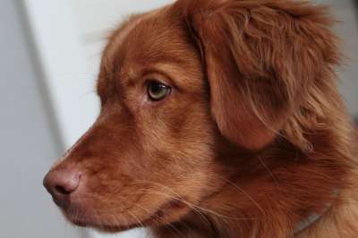 小狗 新斯科舍鸭收费猎犬 收银员 宠物 犬类 狗 动物