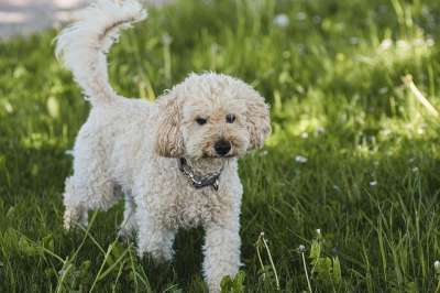 贵宾犬 草地 狗 户外 哺乳动物 国内动物 宠物 犬类 草