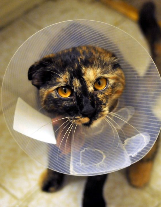 猫 衣领 绝育 玳瑁 宠物 动物 猫科动物 国内的 兽医 小猫