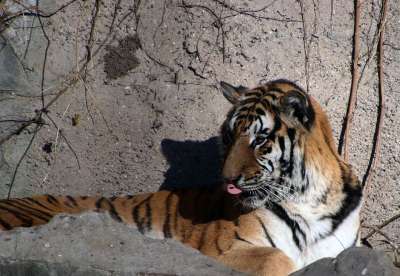 老虎 动物 动物园 大猫 条纹 猫科动物 哺乳动物 自然