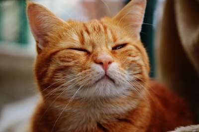 猫 宿醉 红色的 可爱的 鲭鱼 老虎 舒适 动物 家猫 毛皮