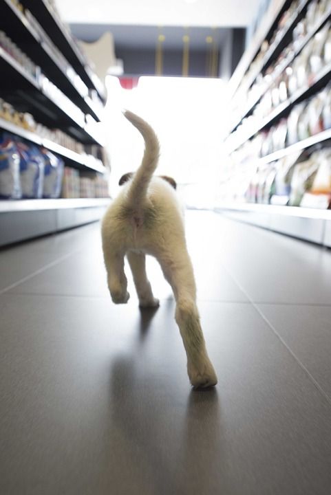 狗 店铺 跑步 宠物 乐趣 灰狗 灰色购物 灰色跑 灰色商店