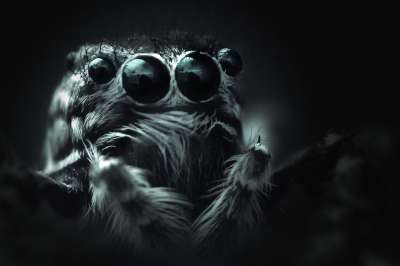 弹跳蜘蛛 Web Salticidae 蛛形纲动物 自然 陷阱