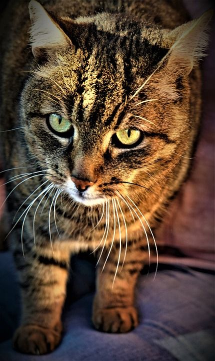 猫 动物 肖像 更闹鬼 小猫 眼睛 老虎 猫眼 绿色的眼睛