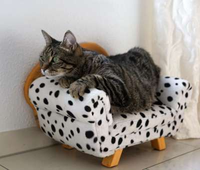 猫 老虎 Tigerle 沙发 长椅 动物 大猫 捕食者 可爱的