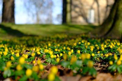 冬天 春天 花朵 Aconites 阳光 新鲜的 新的生活