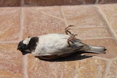 麻雀 死的 鸟 意外 野生动物 禽类 死者 过路人
