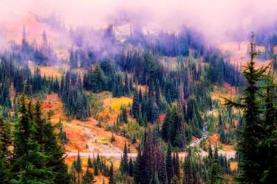 景观 多雾路段 薄雾 阴霾 森林 树木 自然 户外 山腰 山