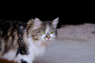 猫 动物 家畜 家猫 可爱的 好奇的 野生动物 猫眼 头