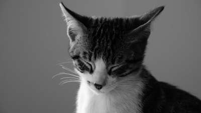 猫 梦 猫的梦想 黑和白 猫科动物 国内