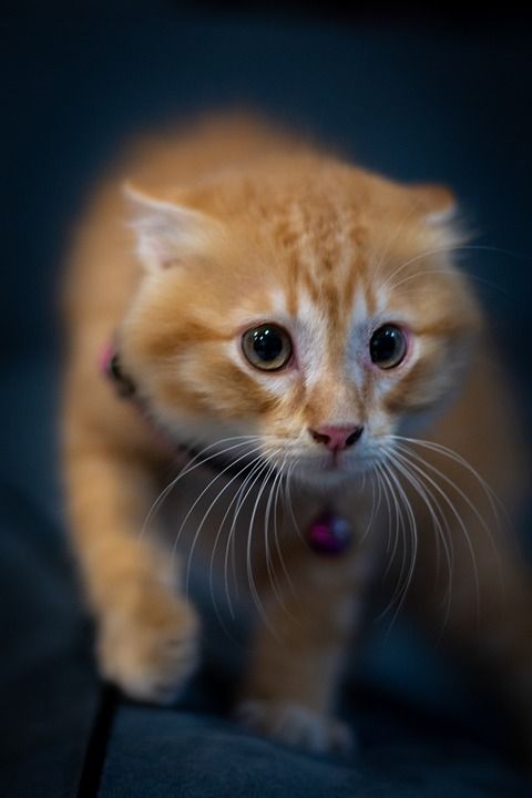 猫 猫科动物 动物 宠物 小猫 肖像 老虎 可爱的 哺乳动物