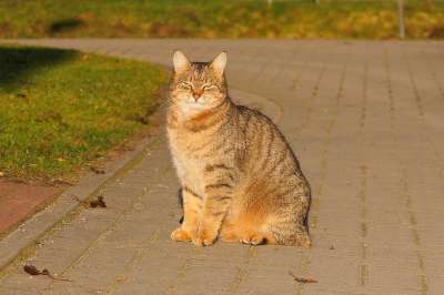 猫 女性 家猫 猫脸 肖像 可爱的 头 动物 家畜 细心