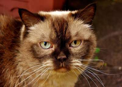 英国短毛猫 猫 野生动物 家猫 毛皮 动物 家畜 纯种 毛茸茸的