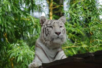 老虎 白色的老虎 猫科动物 动物园 动物 壮丽